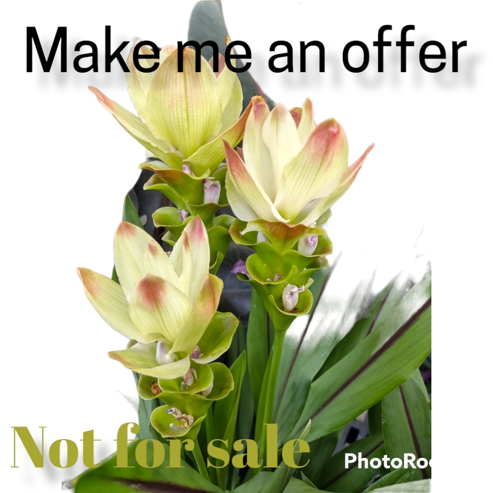 See what you like but don't like the price?